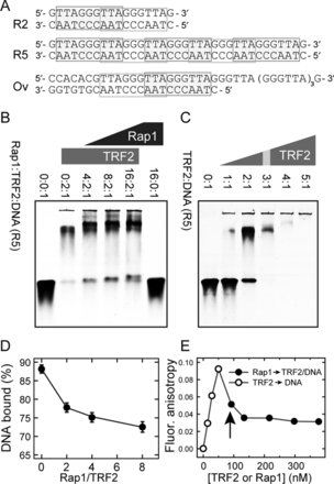 Protein Rap1 induces TRF2 release from telomeric DNA. (A) Sequences of telomeric DNA duplexes R2, R5 and Ov. Putative binding sites of TRF2 Myb domain are denoted by rectangles (13). (B) The intensity increase of the band corresponding to free DNA after addition of Rap1 monitored by EMSA. DNA oligonucleotide duplex R5 (5 pmol) labeled with Alexa Fluor 488 was incubated with constant amount of TRF2 (10 pmol) and increasing amount of Rap1 (20–80 pmol). The numbers above electrophoretic lanes represent the molar ratios of Rap1:TRF2:DNA in individual wells. Each ratio of Rap1 was prepared in triplicates to improve the accuracy of free DNA quantification. Reaction mixtures were resolved on horizontal 5% non-denaturing polyacrylamide gel. (C) Saturated TRF2 binding to telomeric DNA duplex. Reaction mixtures (15 μl) contained the same amount of fluorescently labeled DNA duplex R5 (3 pmol) and increasing amounts of TRF2. Numbers above electrophoretic lanes represent the molar ratio of TRF2:DNA. The ratio corresponding to the binding saturation is indicated with the gray stripe. (D) The quantification of DNA bound to TRF2 in the presence of Rap1 from EMSA. The percentage of DNA bound to TRF2 in experiment shown in part B was calculated as the relative change of intensity of the lower band normalized by the intensity signal of free DNA in protein absence (first lane on the left). (E) The release of telomeric DNA pre-bound with TRF2 after Rap1 addition measured by fluorescence anisotropy. Fluorescence anisotropy of Alexa Fluor 488 labeled DNA duplex R5 (7.5 nM) bound to TRF2 (open circle) after Rap1 addition (close circle) is shown. The vertical arrow depicts the moment when Rap1 was added instead of the initially added TRF2.