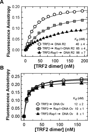 Rap1 decreases the binding affinity of TRF2 to telomeric DNA duplex but does not affect TRF2 binding to duplex/overhang junction. (A) Representative binding isotherms of TRF2 binding Alexa Fluor 488 labeled telomeric DNA duplex R2 (7.5 nM) in the presence of Rap1; measured by FA. Three plots show changes of TRF2 binding affinity to DNA in the absence (circle) or in the presence of Rap1 either in DNA mixture (square) or in a complex with TRF2 (triangle). (B) Binding isotherms of TRF2 with Alexa Fluor 488 labeled telomeric Ov DNA (7.5 nM) with overhang in the presence of Rap1 measured by FA. The symbol denomination is same as in part A. The values of dissociation constants were determined by non-linear least square fits using the equation FA = FAMAX·c/(Kd+c) for one-site binding model. The Kd values were calculated as averages of at least three independent measurements with standard errors displayed.