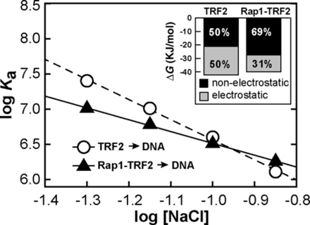 Rap1 reduces electrostatic attraction of TRF2 to telomeric DNA. Dependences of the association constants for binding of TRF2 and Rap1–TRF2 complex to telomeric DNA duplex R2 (7.5 nM) on NaCl concentration. The sodium phosphate buffer (50 mM; pH 7.0) contained NaCl in concentration range 50–140 mM. The inset with the bar graph shows the relative contribution of electrostatic and non-electrostatic interactions to free energy of binding of TRF2 or Rap1–TRF2 to telomeric DNA calculated from the linear salt dependence of the association constant logarithms.
