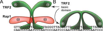 A possible mechanism of how Rap1 affects the TRF2 binding to telomeric DNA. (A) Negatively charged Rap1 induces the neutralization of positively charged TRF2 and prevents interaction of TRF2 basic domain with DNA. (B) Additional TRF2 binding to DNA via the basic N-terminal domain may occur and is sterically allowed when Rap1 is absent.