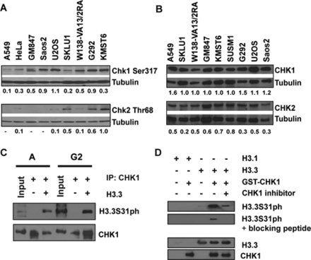Phosphorylation of H3.3S31 in ALT cancer cell lines is mediated by CHK1 kinase. (A) Cell lysates were prepared from asynchronous populations from telomerase-positive and ALT-positive cell lines. In contrast to telomerase-positive HeLa and A549, the ALT cell lines GM847, Saos-2, U2OS, W138-VA13/2RA, G292 and KMST6 showed elevated levels of CHK1 Ser317 phosphorylation (CHK1 Ser317). A low level of CHK1 Ser317 is also detected in SKLU1 cells. In some of these ALT cell lines, CHK2 Thr68 phosphorylation (CHK2 Thr68) levels were also high (6). Tubulin protein levels were used as loading controls. Relative protein levels are shown as ratios of CHK1Ser317 and CHK2Thr68 against the tubulin loading controls. (B) ALT cancer cell lines did not show significantly difference in CHK1 and CHK2 levels, when compared to HeLa and A549 (6). Tubulin protein levels were used as loading controls. Relative protein levels are shown as ratios of CHK1 and CHK2 against the tubulin loading controls. (C) CHK1 protein was immunoprecipitated from either asynchronous or G2-enriched U2OS cells. The immunoprecipitated CHK1 was used in an in vitro kinase assay with recombinant H3.3 protein, followed by western blot analysis with an antibody against H3.3S31ph. A strong band corresponding to H3.3S31ph was detected when CHK1 was co-incubated with recombinant H3.3 protein. (D)In vitro kinase reaction was also performed using recombinant GST-tagged CHK1 and H3.1 and H3.3 proteins, followed by western blot analysis with anti-H3.3S31ph antibody. Lane 1: recombinant H3.1 protein alone; lane 2: 1 μg recombinant H3.1 with 0.5 μg GST-tagged CHK1; lane 3: recombinant H3.3 protein alone; lane 4: 1 μg recombinant H3.3 with 0.5 μg GST-tagged CHK1; lane 5: 1 μg recombinant H3.3 with 0.5 μg GST-tagged CHK1 and 1 μM CHK1 inhibitor SB218078. Western blot analyses were performed using antibodies against H3.3S31ph (with and without blocking peptide), CHK1 and H3.3, respectively.