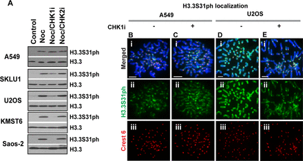 CHK1 inhibition reduces phosphorylation of H3.3S31 in ALT cancer cell lines. (A) Western blot analysis performed on cells arrested at mitosis for 3 h by Nocodazole treatment, either in the presence or absence of CHK1 inhibitor. In all lines, an increase in H3.3S31ph level was detected following Nocodazole treatment. Notably, when cells were treated with Nocodazole in the presence of 2.5 μM CHK1 inhibitor SB218078, there was a reduction in H3.3S31ph level in all ALT cancer cells. Incubation with 250 μM CHK2 inhibitor C3742 did not affect H3.3S31ph levels. Lane 1: lysates prepared from asynchronous population; Lane 2: lysates from mitotic cells; Lane 3: CHK1 inhibitor was co-incubated with mitotic cells; Lane 4: CHK2 inhibitor was co-incubated with mitotic cells. Similar observations were made with another CHK1 inhibitor UCN-01 at 1 μM (data not shown). (B–E) A549 (B–C) and U2OS cells (D–E) were arrested at G2 boundary using RO-3306. Cells were released either in the presence or absence of CHK1 inhibitor SB218078 for 20 min, followed by Colcemid treatment for 15 min. Immunofluorescence analysis was performed on these G2 released cells. Treatment with 2.5 μM CHK1 inhibitor SB218078 resulted in a significant reduction in the level of H3.3S31ph (green) in U2OS ALT cancer cells, but not in telomerase-positive A549 cells. Centromeres were stained with human CREST antiserum (red). Scale bar = 5 μm.