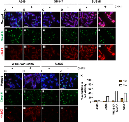Inhibition of CHK1 in mitotic ALT cancer cell lines induces γH2AX and affects cell viability. A549, GM847, SUSM1, W138-VA13/2RA and U2OS cells were arrested at mitosis by 3 h treatment with Colcemid, either in the presence or absence of CHK1 inhibitor SB218078. Immunofluorescence analysis was then performed to determine the distribution and level of γH2AX (green). Centromeres were stained with human CREST antiserum (red). (A–B) In A549 cells, γH2AX was found only at low levels, with occasional staining at telomeric ends. Treatment with CHK1 inhibitor (CHK1i) did not cause a significant change to the distribution and level of γH2AX. (C–H) In ALT cell lines including GM847, SUSM1 and W138-VA13/2RA, there was a significant increase in γH2AX level on the chromosome arms upon the removal H3.3S31 phosphorylation by inhibiting CHK1 activity during mitosis. In U2OS cells, an increase in telomeric foci with positive γH2AX staining was detected following CHK1 inhibition. (I–J) Representative images of 50 chromosome spreads are shown. Scale bar = 5 μm. (K) A549 and ALT cancer cell lines including U2OS, W138-VA13/2RA and G292 were arrested at mitosis by overnight treatment with Nocodazole. Cells were released either in the presence or absence of CHK1 inhibitor SB218078 for either 1 h or 7 h, followed by thymidine treatment (at 2.5 mM) to prevent cells from progressing through G1/S. Cell viability was determined by staining of cells with 0.4% Trypan blue solution. The percentage of cell death was calculated as a percentage of difference between the untreated control and CHK1 inhibited cell populations. No significant change was observed in A549 at both time points. Similarly, there was no significant increase observed in ALT cell lines U2OS and W138-VA13/2RA after 1 h of release in the presence of CHK1 inhibitor. However, in G292 cells, there was a 15% increase in cell death. After 7 h of release in the presence of CHK1 inhibitor, all three ALT cancer cell lines showed increased cell death, ranging from 25 to 50%. An average of two independent experiments is presented in the graph.