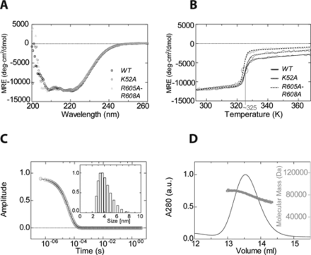 synergistic effects of atp and rna binding to human dead box protein stability and oligomeric state of ddx1 a cd spectra of ddx1