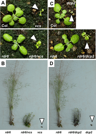 Mutations in RDR6 allow both the vcs and dcp2 mutants to bypass seedling lethality. Photographs of 15-day-old (A, C) and 65-day-old (B, D) plants of the indicated genotypes. The null mutant alleles vcs-6 and dcp2-1 and rdr6sgs2-1 were used.