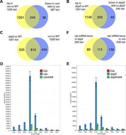 Genome-wide providing of small (18–26 nt) RNAs in plants defective in decapping and PTGS. (A–C) Loci with differential accumulation of 18–26 nt small RNAs in wild type, decapping mutants (vcs-6 or dcp2-1) and in double mutants for decapping and PTGS (vcs/rdr6 or dcp2/rdr6). Loci producing more small RNAs (Fold change > 1 and P ≤ 0.05) in vcs-6 (A) or dcp2-1 (B) mutant compared to wildtype were called ‘up’, whereas the ones producing less (Fold change < 1 and P ≤ 0.05) in the rdr6/vcs (A) or dcp2/rdr6 double mutants were called ‘down’. The intersection of the two ensemble are the RDR6-dependent rqc-siRNAs. In C, the Venn diagram shows the overlap between rqc-siRNA producing loci in vcs-6 and dcp2-1 mutants. (D, E) Size distribution of the RDR6-dependent rqc-siRNAs produced upon impairment of DCP2 and VCS function. Distribution of size (in read number) for the RDR6-dependent rqc-siRNAs produced by the 249 loci upon impairment of VCS (D) and 202 loci upon impairment of DCP2 (E). RDR6-dependent rqc-siRNAs are predominantly 21nt in length. Error bar represents standard error of the mean (sem). In (F), is presented the overlap for the subset of rqc-siRNAs dependent on RDR6 for their production.