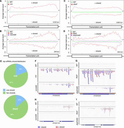 rqc-siRNAs are RDR6-dependent endogenous siRNAs originating from both strands of cellular mRNAs upon impairment of decapping. The average distributions (read count) of 18–26 nt rqc-siRNAs on a canonical transcription unit is represented for the loci that are a source of rqc-siRNAs in the decapping mutants (A, B) and the ones dependent on RDR6 (B, D). (E) Strand distribution of rqc-siRNAs accumulating in dcp2-1 and vcs-6 mutants. Most rqc-siRNAs derive from both strands of the producing locus (n = 1351 for dcp2, n = 1250 for vcs-6). (F–I) siRNAs distribution on 3 loci producing RDR6-dependent rqc-siRNAs in vcs-6 and dcp2-1 mutants. Genome browser views depicting the accumulation of siRNAs in two loci validated by RT-PCR (Supplemental Figure S6). (F, H) profiles in wildtype, vcs-6 and vcs/rdr6 mutants. (G, I) profiles in wildtype, dcp2-1 and dcp2/rdr6 mutants.