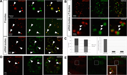 Subcellular localization of decapping and PTGS proteins. (A) DCP1, DCP2 and VCS accumulate in P-bodies whereas SGS3 and RDR6 accumulate in siRNA-bodies. Confocal sections of N. benthamiana leaves co-expressing the indicated fluorescent fusion proteins. The arrowheads indicate the position of a subset of co-localized foci. (B) P-bodies and siRNA-bodies are associated. Confocal sections of a N. benthamiana leaf co-expressing RFP-DCP1 and SGS3-GFP. The upper row is a low magnification view, and the lower row a close-up on two associated siRNA-/P-bodies. (C) Quantification of P- and siRNA-bodies distribution in N. benthamiana leaves expressing DCP1-RFP and SGS3-GFP proteins. Left: quantification of the total number of DCP1 and SGS3 containing bodies found isolated or associated with one another. Right: quantification of the composition of the associated siRNA-/P-bodies (1:1, 1:2 or 2:1). 30 cells in six independent experiments were used. (D) Confocal sections of Arabidopsis thaliana cotyledons expressing the indicated fluorescent fusion proteins. (E) Whole-mount immunolocalization of SGS3 in Arabidopsis thaliana plants expressing a p35S::RFP:DCP1 construct. In the co-localization images, the first column represents the RFP or the CFP signal, the middle column represents the GFP or the Alexa488 signal and the third column represents the merged signals for the same plane. In panels B, D and E, the arrowheads indicate the position of the SGS3-marked bodies. Scale bars are shown on the images.