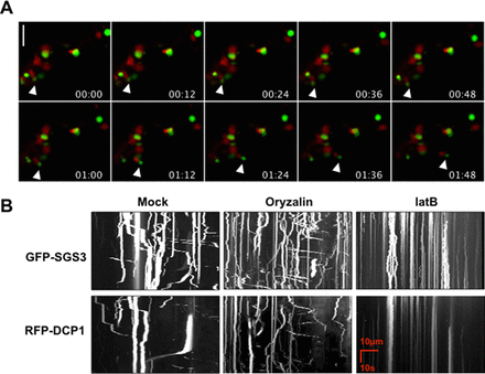 Dynamics of siRNA-bodies and P-bodies. (A) Confocal time lapse recording of a N. benthamiana leaf co-expressing RFP:DCP1 and GFP:SGS3. On each frame, the values indicate the time (min:sec) and the arrowheads indicate the displacement of two foci in the cytoplasm over the course of the recording. (B) Kymographs derived from time lapse recordings of N. benthamiana leaves co-expressing RFP:DCP1 and GFP:SGS3 and treated either with oryzalin, latrunculin B (latB) or water (Mock). See supplemental material for details. Scale bars 10 μm.