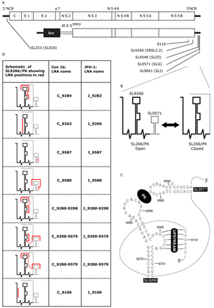 (A) Schematic diagram of the genome of HCV JFH-1 (top) and Con1b-luc-rep (below) indicating the location of RNA stem–loop structures (SL) using both standardised positional references and naming schemes from previous publications. (B) Schematic representation of the dynamic SL9266/PK pseudoknot showing its open and closed conformations. A dashed line represents genome regions that switch between alternative conformations. (C) Schematic of representation of SL9266 and SL9571 in Con1b showing individual nucleotides labelled with standardised positional references and locations of the kissing loop (PK) and upstream interactions labelled in reverse camera. Dashed lines represents sequence regions not shown. (D) Table shows schematic representations of SL9266/PK with antisense-LNA binding sites represented by red lines, non-specific linkers are shown as dashed red lines. LNA-oligonucleotides are named for the upstream nucleotide to which they are predicted to bind and are preceded by a C (for Con1b) or J (for JFH-1)—depending on which HCV isolate they target.
