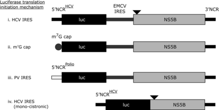 Schematic diagrams of translation only reporter constructs. (i) Represents a bicistronic construct with the 5′NCR from HCV upstream of the first 66 nucleotides of the HCV core coding region fused in frame to firefly luciferase. A downstream EMCV IRES initiates translation from the NS5B coding region, which is upstream of the complete HCV 3′NCR (in ΔNS5B versions NS5B is not translated due to a stop codon incorporated at the third codon position, which is represented by the black triangle). Con1b and JFH-1 versions of this reporter were constructed and assayed. The Con1b reporter construct was further modified by replacing the 5′NCR with either an m7G cap (ii), a polio virus 5′NCR (iii) or by deleting the EMCV IRES and upstream portion of NS5B (an in frame stop codon was incorporated into the 3′ truncated NS5B, represented by a black filled triangle) (iv).