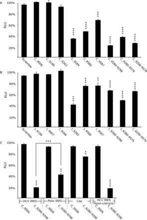 Translation in Huh 7.5 cells from Con1b (Con1b_luc_trans:ΔNS5B) and JFH-1 (JFH-1_luc_trans:ΔNS5B) translation-only reporter construct RNA in the presence of SL9266/PK antisense-LNAs or scrambled LNA-oligonucleotides. Relative luciferase levels (Firefly/Renilla) were measured 6 hours post-transfection. Results represent an average of three independent assays and are expressed as a percentage of control transfections lacking antisense-LNAs (error bars indicate standard error from the mean and stars the degrees of significance from untreated controls—or between assays connected by black lines). (A) Relative luciferase levels of Con1b_luc_trans:ΔNS5B RNA in the presence of antisense-LNAs. (B) Relative luciferase levels of JFH-1_luc_trans:ΔNS5B RNA in the presence of antisense-LNAs. (C) Relative luciferase levels of Con1b_luc_trans:ΔNS5B RNA in the presence of antisense-LNAs compared to variants in which the HCV 5′NCR was replaced with either a polio virus 5′NCR or m7G cap and a further monocistronic variant lacking the EMCV IRES and upstream NS5B region.
