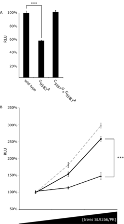 Translation in Huh 7.5 cells from SL9266/PK mutant Con1b_luc_trans:ΔNS5B RNA and the effect of adding mutant SL9266/PK RNA in trans. Relative luciferase levels (Firefly/Renilla) were measured 6 h post-transfection. Results represent the average of at least three independent assays (error bars indicate standard error from the mean and stars the degrees of significance between assays connecting black lines). (A) Relative luciferase levels of wild-type Con1b_luc_trans:ΔNS5B RNA compared to mutants in which the kissing loop of SL9266/PK was either destroyed (G9583A) or restored (C9278U + G9583A). (B) Relative luciferase levels of Con1b_luc_trans:ΔNS5B RNA with increasing concentrations of wild type (black unbroken line), SL9266/PK mutant G9583A (black dashed line) or C9278U + G9583A (grey dashed line) RNA added in trans. SL9266/PK trans concentrations increase from 0 to 1x and 5x molar excess. Results are expressed as a percentage of relative luciferase levels with no trans SL9266/PK RNA.