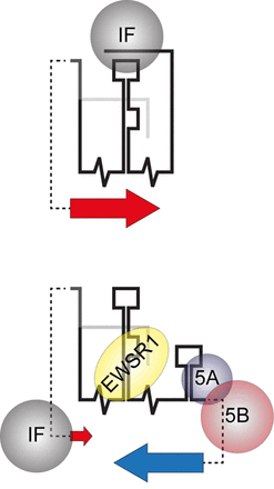 A schematic interpretation of SL9266/PK conformational rearrangement as part of a translation/replication switch; illustrating the mechanism and role of negative feedback interactions in the proposed model. The upper schematic illustrates up-regulation of HCV IRES initiated translation (large red arrow) due to the SL9266/PK closed conformation sequestering a cellular IRES inhibition factor (IF). The lower cartoon illustrates the open conformation, initiated by virally encoded non-structural proteins (5A and 5B) binding the 3′NCR and blocking ‘kissing loop’ formation. The open structure favours interaction between cellular protein EWSR1 and SL9266, up-regulating RNA replication (large blue arrow) (41). As demonstrated in the current study the resulting open conformation removes up-regulation of HCV translation (small red arrow), which we speculate is due to EWRS1 displacing - and thus making available - translation inhibition factor IF.