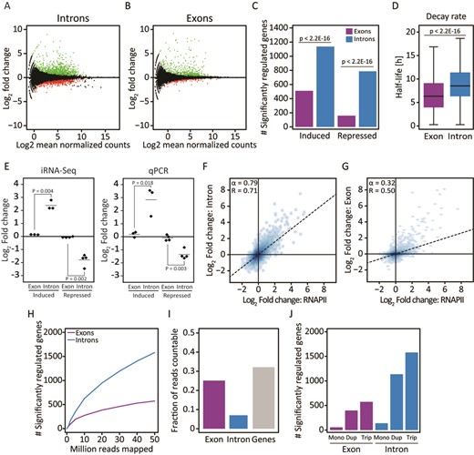 Use of iRNA-seq for determination of acute transcriptional changes in response to TNF. Following 10 days in vitro differentiation, human SGBS adipocytes were treated with vehicle or TNF for 90 min before harvest of RNA for total RNA-seq and chromatin for RNAPII ChIP-seq. (A and B) MA-Plots illustrating fold changes (log2) and mean expression values (log2 normalized mean tag count) for exon (A) or intron (B) reads within RefSeq gene bodies in control versus TNF-stimulated SGBS adipocytes. Green and red dots represent genes that were determined to be up- and down-regulated, respectively, using edgeR (FDR < 0.01). (C) Bar diagram illustrating the number of genes identified to be significantly induced or repressed in intron and exon mode. A Fisher exact test was used to investigate dependency between the number of significant genes and the analysis method. (D) Boxplots illustrating mRNA half-lives of genes identified as differentially expressed using exon versus intron reads. mRNA half-lives were obtained from (27). The significance of the difference between medians was tested using a Wilcoxon signed-rank test. (E) Strip chart comparing the TNF-induced change in expression of a subset of regulated genes (CFH, CTSZ, LYRM4, ADH1B, TMEM170B, VSTM4 and MARC1) in human SGBS adipocytes at exon and intron level using iRNA-seq and qPCR. (F and G) Correlation between changes in RNAPII occupancy and fold changes determined by iRNA-seq in intron (F) or exon (G) mode. To avoid noise from lowly expressed genes, independent filtering on average expression was used to remove the least expressed 30% of genes for each method before the pairwise comparisons. (H) Graph illustrating dependency on sequencing depth of iRNA-seq performance in intron and exon mode in terms of number of differentially expressed genes (FDR ≤ 0.01) detected. (I) Bar diagram illustrating the fraction of countable reads mapping to unique genes, exons or introns. (J) Bar diagram illustrating how iRNA-seq performance using intron reads (blue) and exon reads (purple) depends on biological replicates. Each total RNA-seq sample was subsampled to 50 million reads, and the number of differentially regulated genes (FDR ≤ 0.01) using monoplicates, duplicates and triplicates were determined. For the 3 monoplicates and the 3 possible combinations of duplicates, the median numbers of differentially regulated genes were plotted.