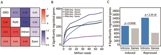 Comparison of iRNA-seq with other methods. (A and B) GRO-seq, RNAPII ChIP-seq and RNA-seq data from a 60-min TNF stimulation of human IMR90 lung fibroblasts (20), were downloaded from GEO (GSE43070), and RNA-seq raw data were analyzed using iRNA-seq. (A) Heatmap illustrating the Pearson's correlation coefficient (red) and the slope of the linear regression through (0.0) (blue) for fold changes determined by GRO-seq, RNAPII ChIP-seq and iRNA-seq in intron and exon mode. To avoid noise from lowly expressed genes, independent filtering on average expression across experimental conditions was used to remove the least expressed 30% of genes for each method. Furthermore, only genes with fold changes >2 or <0.5 in the GRO-seq experiment were considered. (B) Graph illustrating dependency on sequencing depth for GRO-seq, RNAPII-ChIP-seq and iRNA-seq performance in terms of number of differentially expressed genes (FDR ≤ 0.05) detected. (C) 4sU-RNA-seq data from a 60-min LPS stimulation of mouse dendritic cells (13), were downloaded from GEO (GSE25432) and analyzed using iRNA-seq. Bar diagrams illustrate the number of differentially (FDR ≤ 0.05) induced and repressed genes identified based on reads in introns or whole gene bodies. A Fisher exact test was used to investigate dependency between the number of significantly regulated genes and the analysis method.