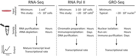 Methods overview. Outline of iRNA-seq, GRO-seq and RNAPII ChIP-seq methodologies illustrates the advantages of the iRNA-seq method. In addition to the low amount of input material required, advantages of the iRNA-seq method include a fast and easy protocol and parallel information about mature transcript levels. * (30), † (31–33), ‡ (12,28).