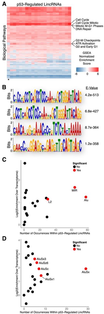 Biological properties and sequence features of human p53-regulated lincRNAs. (A) Guilt by association analysis of p53-regulated lincRNAs. (B) Sequence motif analysis of lincRNAs regulated by p53. (C) Enrichment analysis of transposable element families within lincRNAs regulated by p53. (D) Enrichment analysis of Alu family elements within lincRNAs regulated by p53.