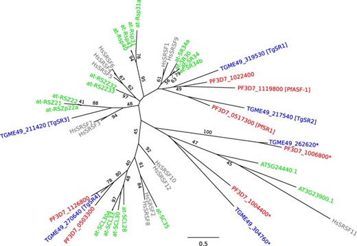 Maximum-likelihood phylogenetic tree for SR proteins. Grey text (starting with ‘Hs’) represents human proteins, green text represents Arabidopsis thaliana proteins (those starting with ‘at-’ have been previously identified as SR proteins (60)), blue text (starting with ‘TG’) represents T. gondii genes, and red text (starting with ‘PF’) represents P. falciparum genes. The asterisked genes were considered too divergent for further investigation. Maximum-likelihood bootstrap values for 100 replicates are only shown on branches if they are 40 or above. The scale bar indicates 0.5 substitutions per amino acid.