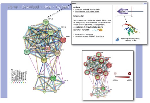 The STRING network view. Combined screenshots from the STRING website, which has been queried with a subset of proteins belonging to two different protein complexes in yeast (the COP9 signalosome, as well as the proteasome). Colored lines between the proteins indicate the various types of interaction evidence. Protein nodes which are enlarged indicate the availability of 3D protein structure information. Inset top right: for each protein, accessory information is available which includes annotations, cross-links and domain structures. Inset bottom right: the same network is shown after the addition of a user-configurable ‘payload’-dataset (26). In this case, the payload corresponds to color-coded protein abundance information, and reveals systematic differences in the expression strength of both complexes.