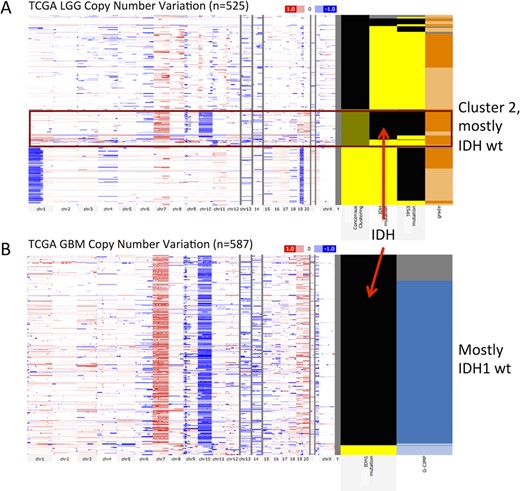 TCGA LGG (n = 525) and GBM genomics (n = 587) datasets showing a common molecular subtype of similar copy number variation profile for both LGG (red box, panel A) and GBM IDH wild-type patients (panel B). In each panel the genomic heatmap is on the left and the clinical heatmap is on the right. Copy number datasets use red and blue to represent amplification and deletion, respectively. Black color for the IDH mutation feature indicates wild-type IDH. For all columns showing mutation status, yellow indicates that a non-silent somatic mutation (nonsense, missense, frame-shift indels, splice site mutations, stop codon read-throughs, change of start codon, in-frame indels) was identified in the protein-coding region of a gene and black shows that none of these previous mutation calls were identified. Gray represents no data. A bookmark of this view is at https://genome-cancer.ucsc.edu/proj/site/hgHeatmap/#?bookmark=ff9e8550141e6f37e3ec242152066914 (A) TCGA LGG whole-genome copy number variation. Left-most column in the clinical heatmap shows the consensus clustering assignment with Cluster 1 as yellow, Cluster 2 as green and Cluster 3 as black. Note that Cluster 2 is mostly IDH wild type. The next column shows IDH1 or IDH2 mutants and third column shows TP53 mutation. The last column shows tumor grade with light orange being grade 2 and dark orange being grade 3. (B) TCGA GBM whole-genome copy number variation. Left-most column in the clinical heatmap shows IDH1 mutation status. Unlike the LGG cohort, the GBM cohort harbors mutations in IDH1 and not in IDH2. The second column shows the glioma-CpG island methylator phenotype (G-CIMP) with light blue representing G-CIMP tumors and dark blue indicating that it is not characterized as a G-CIMP tumor.