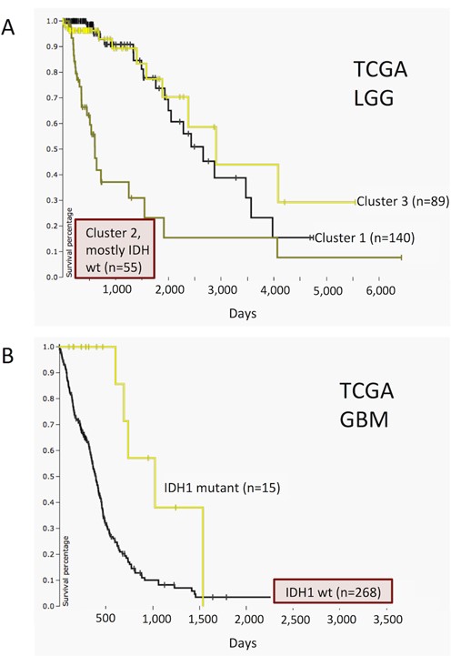 TCGA LGG and GBM datasets showing differential survival. It demonstrates that IDH wild-type subtypes in both cancers have worse prognosis compared to the rest of the tumors of the same cancer type. Time (X-axis) for both panels is in days. (A) Kaplan–Meier plot for TCGA LGG cohort. Patients grouped by consensus clustering assignment with Cluster 1 as yellow, Cluster 2 (mostly IDH wild type) as green and Cluster 3 as black. (B) Kaplan–Meier plot for TCGA GBM cohort. Patients clustered by IDH1 mutation status with yellow indicating that a non-silent somatic mutation (nonsense, missense, frame-shift indels, splice site mutations, stop codon read-throughs, change of start codon, in-frame indels) was identified in the protein-coding region of a gene and black indicating that none of these mutations were identified.
