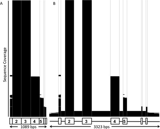 Sequence Coverage of HLA-B in the IMGT/HLA Database. Panel (A) represent the HLA-B CDS sequences in the database, Panel (B) represents the HLA-B gDNA sequences. The white areas represent the unsequenced regions. The black areas represent the sequenced regions. The sequences are ordered by the length of sequence covered, the plots clearly show the exon 2 and 3 regions which are mandatory requirements for submission to the IMGT/HLA Database.