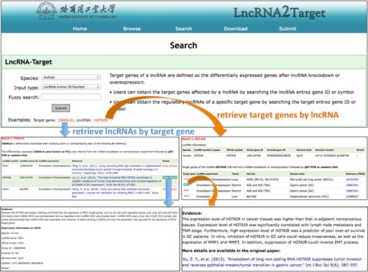 Screenshot of how to search target genes of lncRNA of interest or all lncRNAs that regulate a specific target gene.