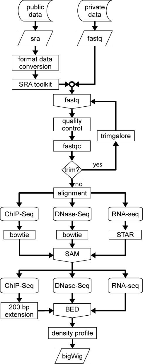 Flow diagram of the CODEX processing pipeline for ChIP-Seq, RNA-Seq and DNase-Seq. Data is downloaded from GEO and converted to fastq (in-house experiments are directly provided in this format). A quality test is performed and adapters and overrepresented sequences are removed from the raw reads. Trimmed sequences are then aligned and the resulting SAM file is converted to a BED format file from which a density profile is computed.