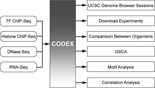 User-friendly, comparative and informative analysis of NGS data. CODEX provides users with immediate access to uniformly analysed publicly available TF ChIP-Seq, histone ChIP-Seq, DNase-Seq and RNA-Seq experiments. NGS experiments can be viewed as sessions in the UCSC Genome Browser, downloaded for further analysis or further integrated using built-in web-tools including Comparison Between Organisms, GSCA, Correlation Analysis or Motif Analysis.