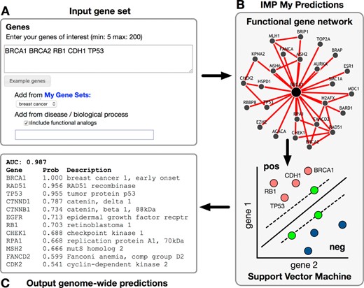 Diagram for submitting custom user predictions. (A) The input form for entering a gene set of interest. Genes can be pasted, selected from a saved gene set, or chosen from a pre-defined set. (B) IMP applies an SVM with the provided gene set as positive examples and predicts additional genome-wide genes likely to be functionally related. (C) The output is a list of genome-wide genes, ranked by their probability of functional relationship with the provided gene set. This result can be emailed to the user or accessed directly on the web server.