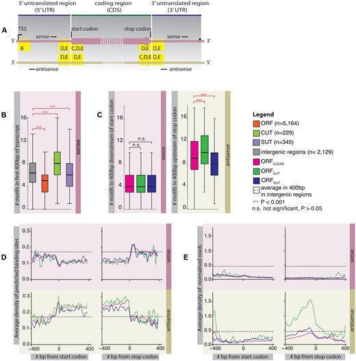Frequency of Nrd1 and Nab3 binding site sequences in different transcripts. (A) Schematic showing regions of interest inside ORF transcripts in the sense and antisense directions for panels B to E. (B) Boxplot showing the numbers of predicted binding sites 400 bp downstream of the transcription start site (TSS) in the sense direction of ORF transcripts, CUTs and SUTs. The number of predicted binding sites in 400 bp intergenic regions is shown as a control. The distributions of the numbers of predicted binding sites for different transcript types were compared using the two-sided Wilcoxon rank sum test. All comparisons between the transcript types and the control were statistically significant (alpha = 0.001) and are indicated in red. CUTs contain the most predicted binding sites, followed by SUTs and ORF transcripts. (C) Boxplot showing the numbers of predicted binding sites in ORF transcripts 400 bp downstream of the start codon in sense and 400 bp upstream of the stop codon in the antisense direction. ORFs are separated into those with no overlapping transcript (ORFCLEAR, n = 4229), those overlapping with a CUT in antisense (ORFCUT, n = 470) and a SUT in antisense (ORFSUT, n = 430). The distributions of the numbers of predicted sites for different transcript types were compared using the two-sided Wilcoxon rank sum test. All statistically significant comparisons are indicated in red (alpha = 0.001), the others in black. Occurrences of predicted binding sites are almost identical in the sense direction, but differ greatly in antisense depending on the overlapping transcript type. (D) Average densities of predicted binding sites in the sense and antisense directions ±400 bp of the start and stop codons of ORFs. Numbers of predicted sites were binned in 10 bp windows and normalised by the total number of transcripts that are long enough to contribute to the bin. As a control for each the 400 bp regions, we show the mean of the average densities of predicted sites in 400 bp in intergenic regions (n = 2129). Densities differ between ORF types only in the antisense direction inside coding regions, with ORFCUT (n = 470) displaying the highest densities, followed by ORFCLEAR (n = 4229) and ORFSUT (n = 430). (E) Average densities of PAR-CLIP reads ±400 bp of the start and stop codons of ORFCLEAR (n = 4198), ORFCUT (n = 468) and ORFSUT (n = 426) (excluded are ORFs whose sequences did not begin with a start codon and those that overlapped with each other by more than 10 bp). Reads were binned in 10 bp windows; the number of reads in each bin was normalised by the sense and antisense expression level of the transcript. We further normalised average expression-normalised PAR-CLIP occupancy in each bin by dividing by the total number of transcripts long enough to contribute to the bin. As a control for each of the 400 bp-long regions, we show the average of the binned average number of reads (normalised for expression) in 400 bp in intergenic regions (n = 2129). The differences in the occurrences of predicted binding sites are reflected in differences in protein binding.