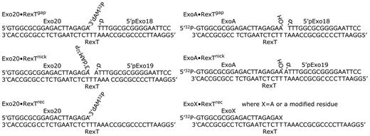 Schematic presentation of various DNA substrates used in this study.
