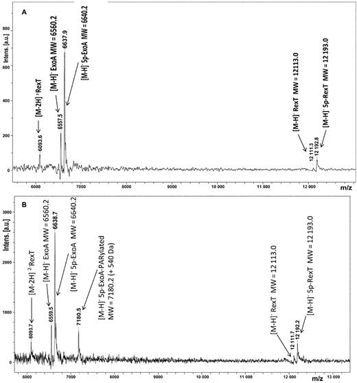 MALDI-TOF MS analysis of the mono-ADP-ribosylated oligonucleotide product resulting from incubation of the nicked 5′-phosphorylated oligonucleotide duplex with PARP2 and PARG. The 5′-phosphorylated ExoA•RexTnick duplex was PARylated by means of PARP2 and then treated with PARG. Bands corresponding to the mono-ADP-ribosylated 5′-phosphorylated ExoA product were purified by denaturing PAGE and mixed with cold 5′-phosphorylated ExoA•RexTrec duplex for further analysis. (A) A MALDI-TOF spectrum of the control mock-treated phosphorylated ExoA•RexTrec duplex; (B) MALDI-TOF spectrum of the unpurified PARP2 reaction products with addition of the purified 21-mer ExoA-mono-ADP-ribose fragment. For details see Materials and Methods.