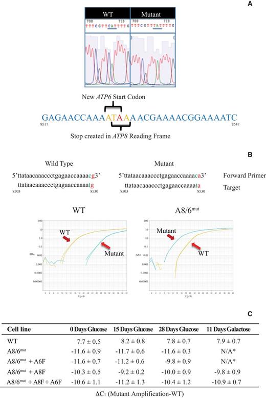 Description and detection of the m.8529G→A (A8/A6mut) mutation. (A) Sequence of WT 143B and mutant m.8529G→A mtDNA showing the point mutation and impact on the coding of ATP8 and ATP6. (B) Detection of wild-type (WT) and mutant sequences using ARMS qRT-PCR. (C) Confirmation of mutant homoplasmy by qRT-PCR. ΔCt = CT mutant – CT wt, normalized using MT-CYB as the housekeeping gene. * No discernible cell survival under these conditions.