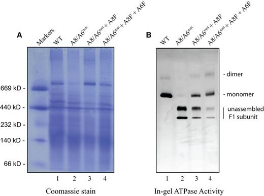 Restoration of Complex V ATPase activity. Mitochondrial proteins (∼25 μg) from WT (lane 1), A8/A6mut (lane 2), A8/A6mut + A8F (lane 3) and A8/A6mut + A8F + A6F (lane 4) were electrophoresed in 3–12% Bis-Tris, NativePAGE protein gels and incubated with assay buffer for 24 h. The in-gel activity was documented and subsequently the same gel was stained with 0.2% Coomassie blue R250. (A) Coomassie stain and (B) in-gel ATPase activity. Protein standards are indicated on the left.