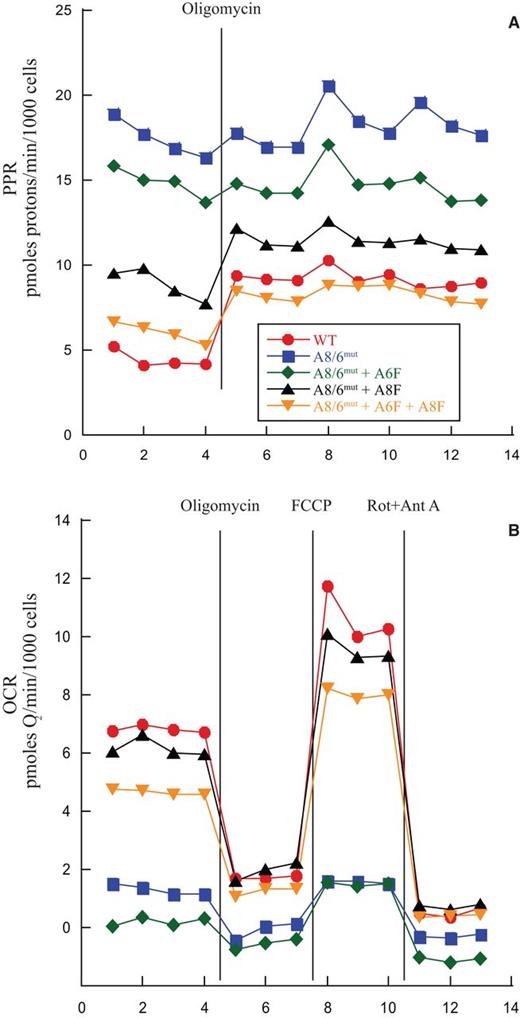 Metabolic preference of mutant cells switches with expression of ATP8/6. Cells were pre-incubated with an excess of glucose and sodium pyruvate. After basal rates were measured, CV function was inhibited by addition of oligomycin. Electron transport was then uncoupled by addition of FCCP, and finally all electron transport was inhibited by addition of rotenone and antimycin A. X-axis denotes measurement points. Cell lines were tested in quadruplicate in each of 3 independent experiments and results were normalized to cell number as estimated by DNA content. (A) Proton Production Rate (PPR) as a crude measure of glycolysis. (B) Oxygen consumption rate (OCR).