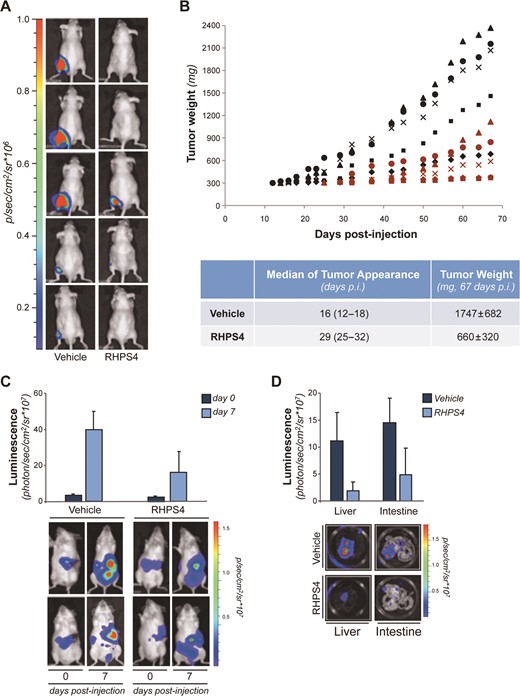 G4 stabilization impairs CSCs tumor promoting activity in vivo. (A and B) CSC-LUC cells, pre-treated for 96 h with 1 μM of RHPS4 or a vehicle, were intramuscularly injected in immunosuppressed mice. (A) Luminescence images (quantified as number of photons/s) acquired 25 days after cell injection are shown. (B) Tumor weights assessed in mice intramuscularly injected with CSC-LUC cells treated with RHPS4 (red symbols) or Vehicle (black symbol) are reported. Each symbol represents a different mouse. Median of tumor appearance and average tumor weight are reported in the table. (C and D) CSC-LUC cells treated as in A were injected in the spleen of NOD-SCID mice and the real time tumor dissemination was monitored by the imaging system. (C) Histograms report bioluminescence in the whole mice at time 0 (immediately after the spleen removal) and at day 7 after tumor cells injection. Representative images of 2/6 mice/group are shown. (D) At day 7, mice were sacrificed and organs were harvested and analyzed. Histograms report bioluminescence in liver and gastrointestinal organs. Representative images of liver and intestine are also shown. Bars indicate mean values ±SD.