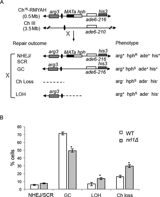 Nrl1 is required for efficient DSB repair by Homologous Recombination. (A) Schematic of the minichromosome Ch16-RMYAH and possible outcomes following DSB induction at MATa target site (scissors). (B) Quantitative DSB assay. Percentage of DSB-induced marker loss in WT Ch16-RMYAH transformed with pREP81X-HO (TH4104, TH4121–2) or pREP81X (TH4125) and nrl1Δ Ch16-RMYAH transformed with pREP81X-HO (TH8913–5) or pREP81X (TH8916–8) backgrounds. Means ± standard errors of three experiments are shown. The asterisk (*) represents significant difference compared with WT (P < 0.01). NHEJ: Non Homologous End Joining; SCR: sister chromatid recombination; Ch loss: chromosome loss; LOH: loss of heterozygosity.