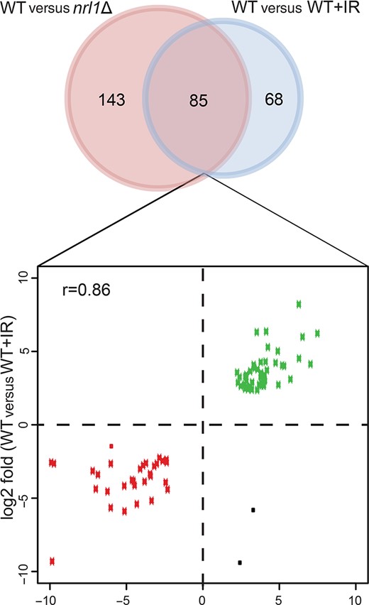 nrl1Δ displays DNA damage-associated transcriptional changes. Venn diagram of differentially expressed genes between WT versus nrl1Δ (red circle) and WT versus WT+IR (blue circle). Eighty five differentially expressed genes were shared between both comparisons. The log2 fold changes of those 85 genes are shown in the scatter plot below (Pearson correlation coefficient, r = 0.86). Down-regulated genes are depicted in red dots while up-regulated genes are depicted in green dots. Black dots are genes that are differentially expressed but are not congruent in both comparisons.