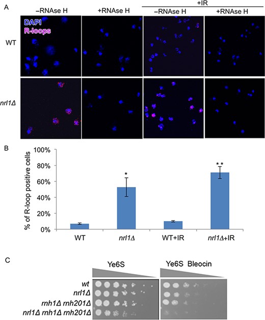 Nrl1 prevents R-loop accumulation. (A) Immunofluorescence analysis of RNA–DNA hybrids in chromosome spreads from WT (TH8342) and nrl1Δ (16581) using the mouse monoclonal S6.9 antibody. As negative control, the spreads were pre-treated with RNase H (+RNase H) before immunostaining as previously described (34). +IR: The cells were exposed to 100 Gy of IR before immunostaining. (B) Quantification of the R-loop positive nuclei in A. Mean and standard deviation were scored from triplicate experiments, n > 200. The asterisks (*) indicate significant differences compared with WT as determined by paired T-test (*P = 0.01, **P = 0.003). (C) nrl1Δ becomes hypersensitive to bleocin in the absence of Rnh1 and Rnh201. Fivefold serial dilution of nrl1Δ (TH8341) rnh1Δ rnh201Δ (TH8743) and nrl1Δ rnh1Δ rnh201Δ (TH8904) in the absence and presence of bleocin (0.2 μg/ml).