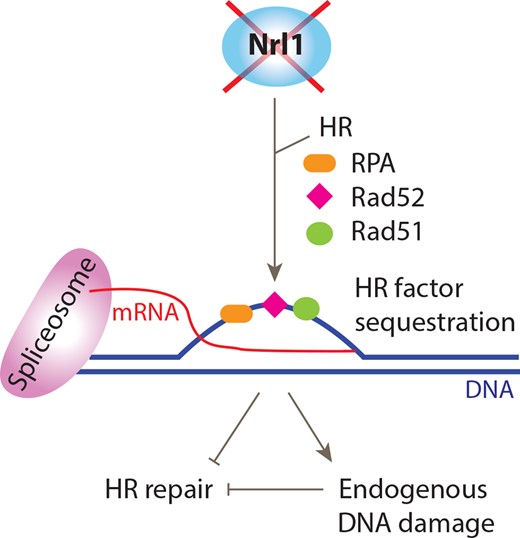 Model depicting the impact of Nrl1 loss on HR repair and genome stability. Loss of Nrl1 results in inefficient splicing, leading to HR-dependent R-loop formation and endogenous DNA damage. HR factors are sequestered at R-loops or associated sites of endogenous DNA damage resulting in compromised HR repair of exogenous DNA damage and genome instability. See text for details.