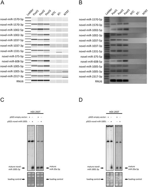 Validation of novel miRNAs by qRT-PCR and northern blots. Panel A shows amplification products of qRT-PCR in three RNA Pools (P1-P3) on Bioanalyzer DNA 1000 Chip, Panel B on conventional 3% agarose gels. Negative controls included a no template control for reverse transcription (NTRT), a RT reaction without enzyme (RT-) and a no template PCR control for each specific primer (NTC). As the used qRT-PCR system depends on poly-adenylation at the 3′ end of mature miRNAs followed by reverse transcription using an oligo-dT primer that includes a universal tag sequence for the qPCR, amplification products of mature miRNAs are ≈80–95 bps depending on the number of A′s added to the miRNA sequence. The ladder bands shown represent 50 and 100 bps. For 11 miRNAs specific bands at 80–90 bps could be detected. All PCR products were subcloned into pGEM and Sanger sequenced (see Supplementary Table S4) to verify specific amplification of novel miRNAs. Panels C and D show northern blots detecting mature miRs-1005–5p (C) and -3p (D) with sequence specific radio-labelled probes (left side) in HEK293T cells transfected with pSG5 vector with inserted mir-1005 precursor sequence. The right size of the novel mature miRNAs was confirmed by the stripping and rehybridization of both nylon membranes with specific radio-labelled probes of the high confident miR-20a-5p (right side). Loading control demonstrates equal RNA amounts in all lanes.