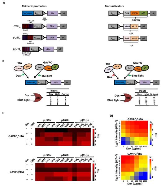 Synergistic dual-input genetic circuits triggered by TET and light in mammalian cells. (A) Design of the synergistic controllers by GAVPO and tTA or rtTA triggered by TET and blue light. Three types of promoter configurations were constructed: (i) pU5Tn (n = 1, 2, 4, 6), six copies of tetO were placed at the 5′ end of different copies of the UASG element adjacent to the E1b minimal promoter; (ii) pT6Un (n = 1, 2, 3, 5), where five copies of the UASG element are placed at the 5′ end of different copies tetO adjacent to the minimal promoter and (iii) p(TU)n (n = 1, 2, 3, 4), the operator region comprises tetO alternating with UASG, and the copy number differs from one to four. The Gluc gene was used as the reporter gene and placed downstream of the E1b minimal promoter. Expression of the light-switchable transactivator GAVPO, Tc-responsive transactivators tTA and rtTA were all driven by the strong human cytomegalovirus (CMV) promoter. (B) Schematic representation of synergistic dual-input genetic circuits. Binding of the transactivator tTA and rtTA to the tetO in the absence and presence of Dox, respectively, or the binding of GAVPO to the UASG upon blue light exposure would result in gene activation. (C) Validation of the synergistic dual-input genetic circuits with different chimeric promoters. HEK293 cells were transiently co-transfected with a Tc-responsive transactivator plasmid (encoding tTA or rtTA), a light-switchable transactivator plasmid (encoding GAVPO), and a reporter plasmid (encoding Gluc under the control of different chimeric promoters). Gluc expression at different conditions was scored in the culture supernatant after 24 h. (D) Qualitative expression by modulating light irradiance and Dox concentration. The engineered cells were cultured at different light irradiances (0–1.4 W/m2) and Dox concentrations (0–1000 ng/ml). Gluc activity was determined after 24 h. The data in (C) and (D) were collected from three independent experiments.