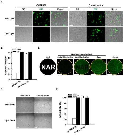 Stringent control of toxin DTA expression by the antagonistic dual-input genetic circuit. (A) Fluorescence imaging of hrGFP expression. HEK293 cells were co-transfected with pT6U3-DTA, pGAVPO, pTetR-KRAB and pCDNA3.1-hrGFP, and cultured in the darkness without Dox, or upon blue light exposure with Dox. An empty plasmid pT6U3 was used to replace pT6U3-DTA as the negative control. Imaging of hrGFP was conducted 48 h after transfection by fluorescence microscopy using the FITC channel. Scale bar, 50 μm. (B) Quantitative analysis of hrGFP expression. The transfected cells after imaging were digested with trypsin-EDTA and washed with phosphate-buffered saline (PBS). Fluorescence was determined using a Microplate Reader (BioTek) with 485/20 excitation filter and a 528/20 emission filter. The data were normalized to the cells transfected with control vector and kept in darkness without Dox. The data are shown as the mean ± SD (n = 3). (C) Spatial control of DTA expression for local inhibition of hrGFP expression. The engineered cells, transfected with pT6U3-DTA, pGAVPO, pTetR-KRAB and pCDNA3.1-hrGFP, were illuminated by blue light with a spatial pattern using a printed mask with a specific image (local illumination) or with no pattern (global illumination) in the presence of Dox, or were kept in darkness without Dox addition (Dark). The image of hrGFP fluorescence was taken 48 h after transfection. The orange circle indicated the glass bottom of the dish, where the cells were attached. An empty plasmid pT6U3 was used to replace pT6U3-DTA as the negative control. Scale bar, 1 cm. (D) Phase imaging of cells transfected with the pGAVPO, pTetR-KRAB and pT6U3-DTA or pT6U3 empty vector. The engineered cells were cultured in blue light irradiance with Dox or in darkness without Dox, and then were plated with a density of 104 cells in each well of a 96-well plate after 24 h. The cells were cultured for another 72 h, and phase imaging was performed. Scale bar, 100 μm. (E) Quantitative analysis of cell viability by CCK-8. Briefly, 10 μl of CCK-8 solution was added to each well and incubated for 2 h at 37°C. The absorbance at 450 nm was determined using a microplate reader (BioTek). The data were normalized to the cells transfected with control vector and kept in darkness without Dox. The data are shown as the mean ± SD, n = 3.