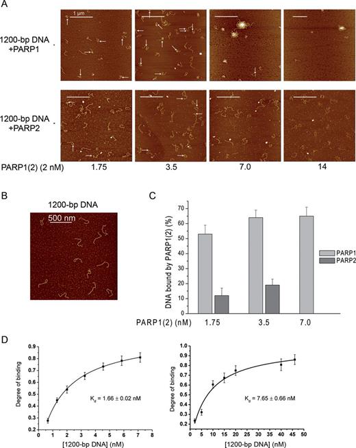 Analysis of PARP1 and PARP2 complex formation with DNA containing DSB ends. (A) Binding of PARP1 or PARP2 to 1200-bp DNA analysed by AFM. A total of 1200-bp DNA was incubated with 1.75–14 nM PARP1 or PARP2 and imaged by AFM in air. All images were obtained using 5 mM Pu2+ for complex adsorption. White arrows indicate PARP1(2)–DNA complexes. Scale bar 1 μm; Z scale: 7 nm. (B) Image of 1200-bp DNA deposited on mica surface in the absence of PARP1 or PARP2. Scale bar 500 nm; Z scale: 7 nm. (C) Quantitative analysis of PARP1(2)–DNA complex formation depending on protein concentration, the number of DNA molecules analysed: 164 for 1.75 nM PARP1, 400 for 1.75 nM PARP2, 138 for 3.5 nM PARP1, 326 for 3.5 nM PARP2, 117 for 7 nM PARP1. At 7nM of PARP2, the detection of a specific interaction between the DNA fragment and the protein was complicated due to the high density of free PARP2 adsorbed on the surface. The results represent mean ± SD of three independent samples. (D) Fluorescence measurements of PARP1 and PARP2 binding to DNA. The reaction mixtures containing the fluorescein-labelled protein PARP1 or PARP2 were titrated with increasing amounts of 1200-bp DNA. Bars indicate the standard error of three independent experiments.