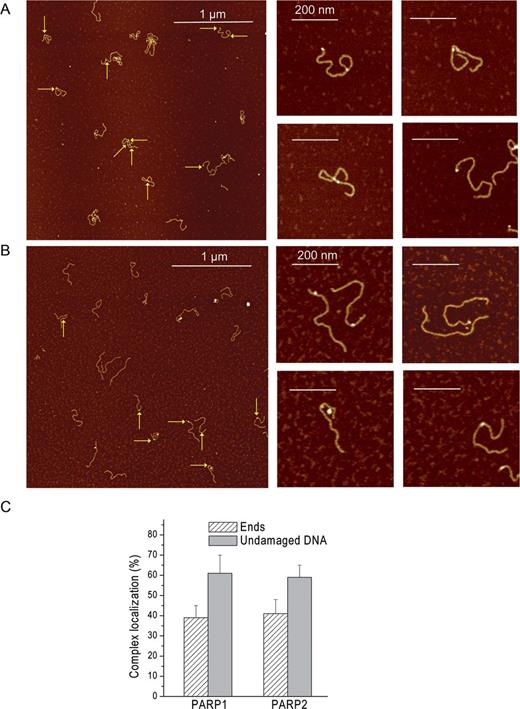 AFM analysis of the interaction of PARP1 and PARP2 with undamaged DNA and DNA ends. Large scale AFM images (left) of PARP1 (A) and PARP2 (B) binding to 1200-bp DNA and zoomed images (right) of PARP1(2)–DNA complexes. A total of 1200-bp DNA was incubated with 3.5 nM PARP1 or PARP2 and imaged by AFM in air. Arrows indicate binding of PARP1(2) to DNA ends or undamaged DNA. Scale bar 1 μm; Z scale: 7 nm. (C) Position distributions of PARP1 and PARP2 on 1200-bp DNA; number of complexes analysed: 90 for PARP1 and 62 for PARP2. The results represent mean ± SD of three independent samples.