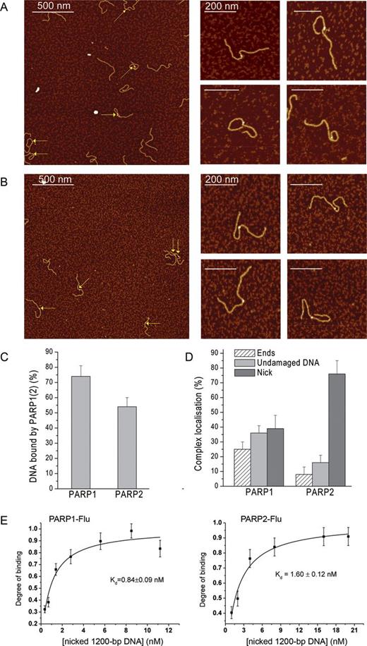 Comparative analysis of PARP1 and PARP2 binding to DNA containing a single nick. Large scale AFM images (left) of PARP1 (A) and PARP2 (B) binding to nicked 1200-bp DNA and zoomed images (right) of PARP1(2)–DNA complexes. Nicked 1200-bp DNA was incubated with 3.5 nM PARP1 or PARP2 and imaged by AFM in air. Arrows indicate binding of PARP1(2) to DNA ends, nick or undamaged DNA. Scale bar 200 or 500 nm; Z scale: 7 nm. (C) AFM analysis of PARP1(2)–DNA complex formation, number of DNA molecules analysed: 210 for PARP1 and 189 for PARP2. The results represent mean ± SD of three to six independent samples. (D) Analysis of the position distributions of PARP1 and PARP2 on nicked 1200-bp DNA, number of complexes analysed: 145 for PARP1 and 104 for PARP2. The results represent mean ± SD of three to six independent samples. (E) Fluorescence measurements of PARP1 or PARP2 binding to DNA. The reaction mixtures containing the fluorescein-labelled protein PARP1 or PARP2 were titrated with increasing amounts of nicked 1200-bp DNA. Bars indicate the standard error of three independent experiments.