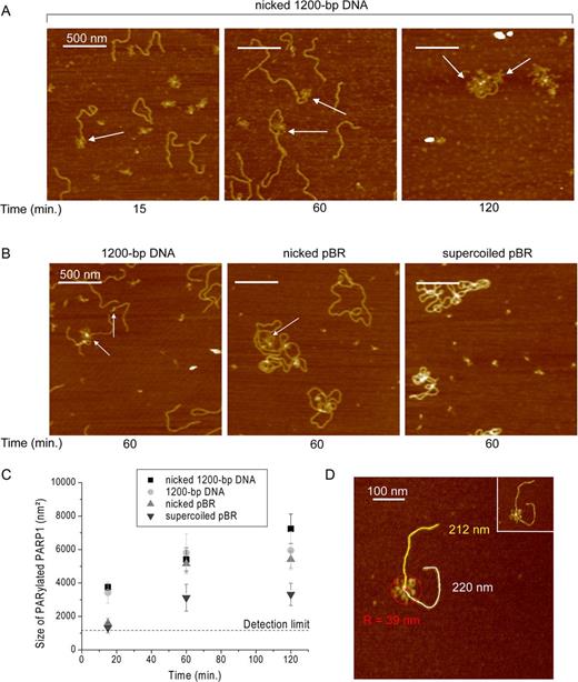 AFM analysis of PARP1 activation in the presence of the different DNA substrates. AFM images show auto-PARylation of PARP1 in the presence of nicked 1200-bp DNA (A), and 1200-bp DNA, circular nicked pBR or supercoiled pBR (B). Arrows indicate PARylated proteins bound to DNA molecules. Scale bar: 500 nm; Z scale: 7 nm. (C) Comparative analysis of the size of PARylated PARP1 in the presence of different DNA substrates. Number of PARylated molecules analysed: 145 for nicked 1200-bp DNA, 202 for 1200-bp DNA, 114 for nicked pBR and 107 for supercoiled pBR. Each data point represents the mean area ± SD with R of PARylated molecules measured from images. All measurements of radius (R) were done from the three to ten images obtained from three independent samples for each DNA substrate. The size of PARylated PARP1 smaller than 1200 nm2 (R < 20 nm) were not taken into account. (D) Zoomed image of PARylated PARP1 bound to SSB. The minimum radius of the circle (R) enclosing the PARylated protein was used to estimate the area of PARylated proteins. Scale bar: 100 nm; Z scale: 7 nm.
