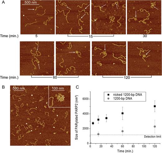 AFM analysis of PARP2 activation in the presence of SSBs. (A) AFM images show time course of auto-PARylation of PARP2 in the presence of nicked 1200-bp DNA. White arrows indicate PARylated proteins bound to DNA molecules. Scale bar: 500 nm; Z scale: 7 nm. (B) Large scale AFM images of PARylated PARP2 in the presence of nicked 1200-bp DNA. Insert: zoomed image of a large PARylated PARP2 formed under these conditions. Scale bar: 500 nm; Z scale: 7 nm. (C) Comparative analysis of the size of PARylated PARP2 in the presence of 1200-bp DNA with or without nick after 120 min of reaction. Number or PARylated molecules analysed: 354 for nicked 1200-bp DNA and 145 for 1200-bp DNA. Each data point represents the mean area ± SD with radius of PARylated molecules measured from images. All measurements of the radiuses were done from the five images obtained from three independent samples for each DNA substrate. The size of PARylated PARP2 smaller than 1200 nm2 (R < 20 nm) were not taken into account.